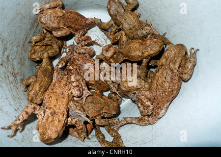 European common toad (Bufo bufo), several individuals in a bucket collected at a toad fence, Germany, Baden-Wuerttemberg