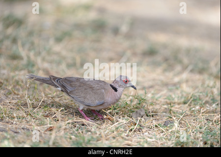 African Mourning Dove - Mourning collared dove (Streptopelia decipiens - Turtur decipiens) looking for food on the ground Stock Photo