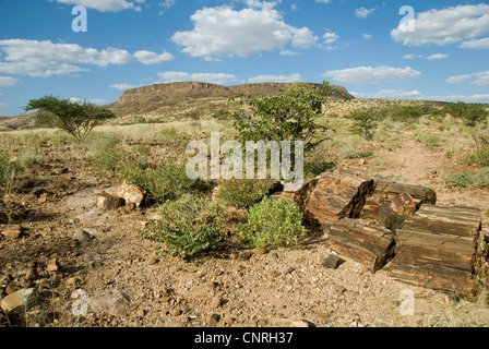 Three Stages Petrified Forest, Namibia, Khorixas Stock Photo