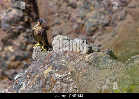 peregrine falcon (Falco peregrinus), sitting on rock, Europe Stock Photo