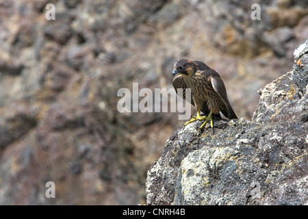 peregrine falcon (Falco peregrinus), sitting on rock, Europe Stock Photo