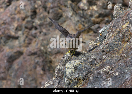 peregrine falcon (Falco peregrinus), sitting on rock, flapping wings, Europe Stock Photo