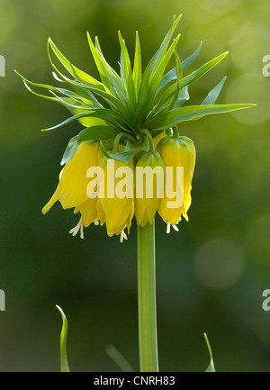 Yellow crown imperial lily  (Fritillaria imperialis 'Lutea', Fritillaria imperialis Lutea), flowering Stock Photo