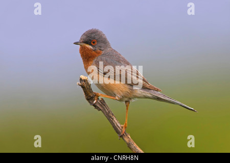 subalpine warbler (Sylvia cantillans), sitting on a twig, Europe Stock Photo