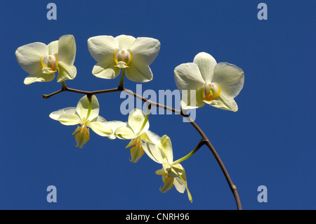 Moth orchid (Phalaenopsis-Hybride), inflorescence with flowers and flower  buds Stock Photo - Alamy