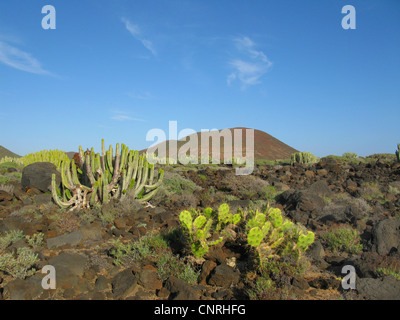 Canary Island Spurge (Euphorbia canariensis), on volcanic rock in succulent vegetation together with Opuntia dilenii, Canary Islands, Tenerife, Pal Mar Stock Photo