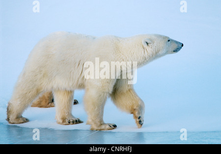 polar bear (Ursus maritimus), walking on ice, Canada, Manitoba, Hudson Bay, Churchill Stock Photo