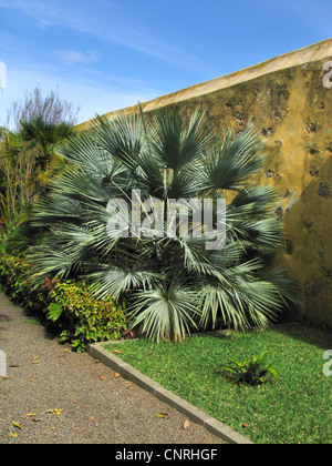 Blue fan palm, Blue Palm, Mexican Blue Palm (Brahea armata), in front of a wall Stock Photo