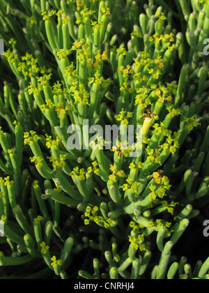 Leafless spurge (Euphorbia aphylla), blooming, endemic to Canary Islands, Canary Islands, Tenerife Stock Photo