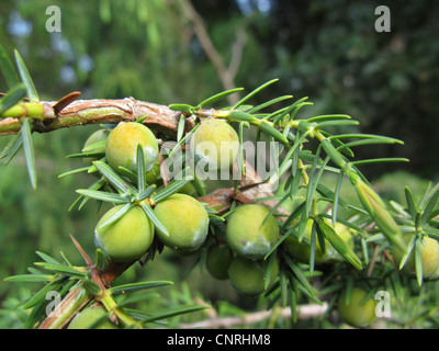 Canary Islands Juniper (Juniperus cedrus), female cones, endemic to Macaronesia, Canary Islands, Tenerife Stock Photo