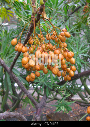 Persian lilac, chinaberry tree (Melia azedarach), fruits at a tree, Canary Islands, Tenerife Stock Photo