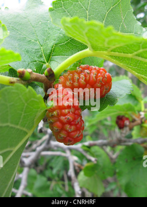 Black Mulberry, Common Mulberry (Morus nigra), immature fruits Stock Photo