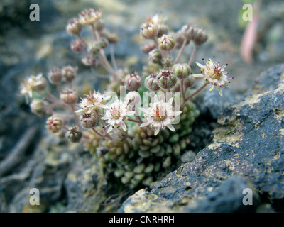 Monanthes (Monanthes pallens), on rock, Canary Islands, Tenerife Stock Photo