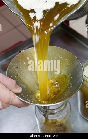 Pouring walnut oil into glass jar Stock Photo