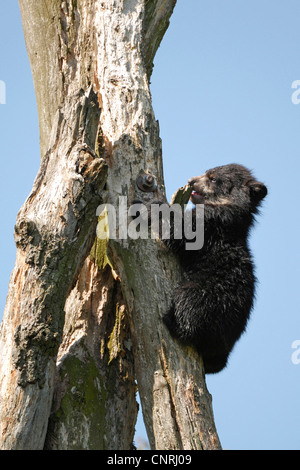 spectacled bear (Tremarctos ornatus), pup climbs on tree trunk Stock Photo