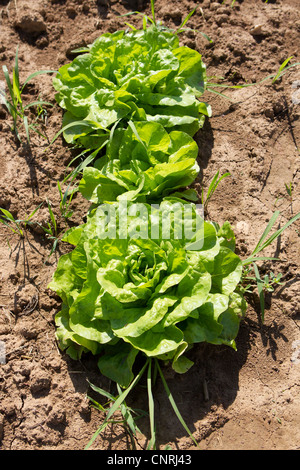 Lettuce growing in field Stock Photo