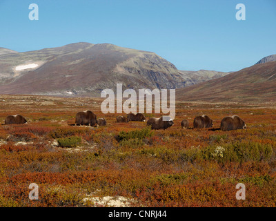 muskox (Ovibos moschatus), herd in tundra, Norway, Dovrefjell National Park Stock Photo