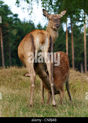 red deer (Cervus elaphus), female suckling calf, Germany, Saxony Stock Photo