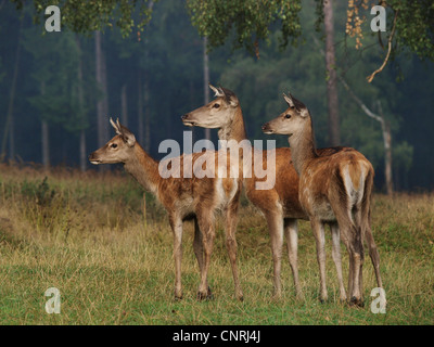red deer (Cervus elaphus), female and two juveniles, Germany, Saxony Stock Photo
