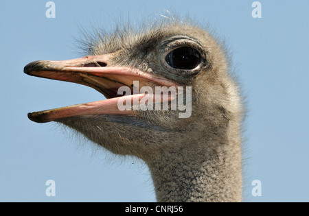 ostrich (Struthio camelus), portrait with open bill Stock Photo