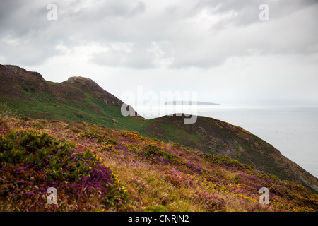 View across gorse and heather on Conway Mountain, North Wales Uk Stock Photo