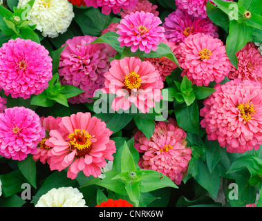 Zinnia, Youth-and-old age, Common Zinnia (Zinnia elegans), cultivar Dreamland Mix Stock Photo