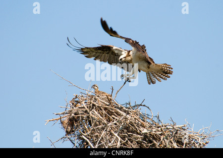 osprey, fish hawk (Pandion haliaetus), landing on the nest with nesting material, USA, Florida, Everglades National Park Stock Photo