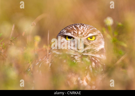 burrowing owl (Athene cunicularia), sitting well camouflaged in the vegetation, USA, Florida, Captiva Island Stock Photo