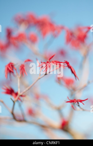 Acer Palmatum Deshojo. Bonsai Japanese maple tree leaves against a blue sky Stock Photo