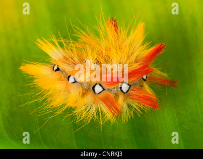 sycamore moth (Acronicta aceris), defence posture on a leaf Stock Photo