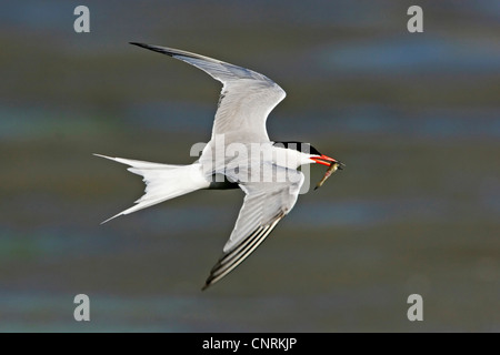 common tern (Sterna hirundo), flying with prey, Netherlands, Texel Stock Photo