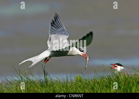 common tern (Sterna hirundo), handing out a fish as gift for its partner, Netherlands, Texel Stock Photo