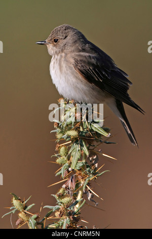 spotted flycatcher (Muscicapa striata), sitting on a twig, Bulgaria, Rhodope Mountains Stock Photo
