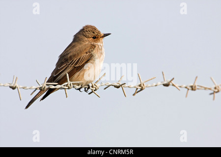 spotted flycatcher (Muscicapa striata), sitting on barbed wire, Greece, Lesbos Stock Photo