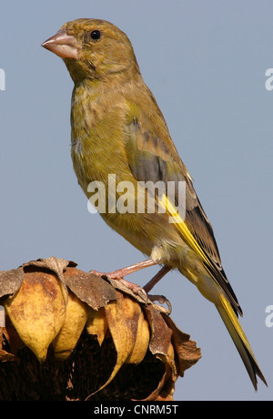 western greenfinch (Carduelis chloris), sitting on sunflower, Germany Stock Photo