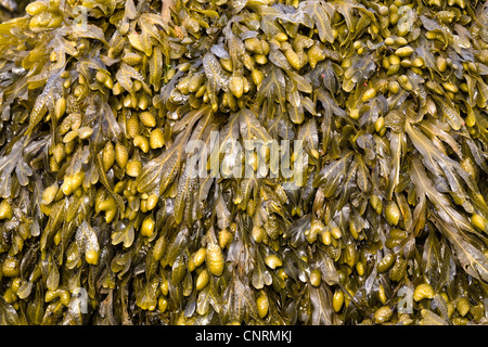 bladderwrack (Fucus vesiculosus), close-up, United Kingdom, Scotland, Shetland Islands, Fair Isle Stock Photo