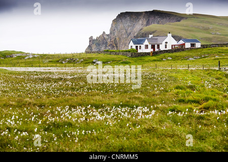 cotton-grass (Eriophorum spec.), house on a meadow with cotton-grass, United Kingdom, Scotland, Shetland Islands, Fair Isle