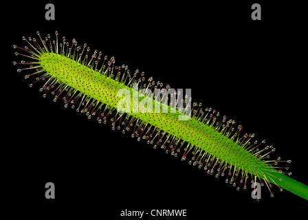 sundew Drosera capensis, a carnivorous plant Stock Photo