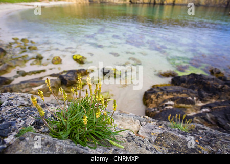 Sea Plantain (Plantago maritima), on rock in abay at the harbour, United Kingdom, Scotland, Shetland Islands, Fair Isle Stock Photo