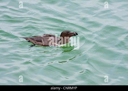 razorbill (Alca torda), swims, United Kingdom, Scotland, Shetland Islands Stock Photo