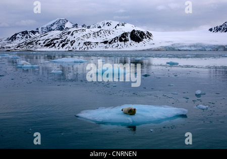 bearded seal (Erignathus barbatus), on ice floe, Norway, Svalbard, Lilliehoeoekfjorden Stock Photo