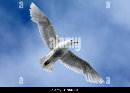 glaucous gull (Larus hyperboreus), flying, Norway, Svalbard Stock Photo