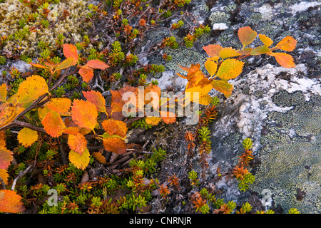birch (Betula spec.), autumn in tundra, Norway, Troms, Kval�ya Stock Photo