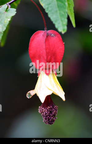 Trailing abutilon (Abutilon megapotamicum 'Variegatum', Abutilon megapotamicum Variegatum), flower, Germany Stock Photo