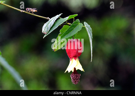 Trailing abutilon (Abutilon megapotamicum 'Variegatum', Abutilon megapotamicum Variegatum), flower Stock Photo