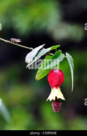 Trailing abutilon (Abutilon megapotamicum 'Variegatum', Abutilon megapotamicum Variegatum), flower Stock Photo