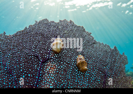 Two colorful little gastropods on a fan coral in the Caribbean. Stock Photo