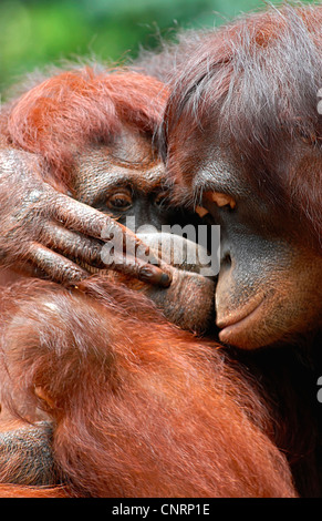 orang-utan, orangutan, orang-outang (Pongo pygmaeus), hugging Stock Photo