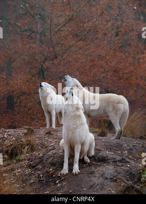 arctic wolf, tundra wolf (Canis lupus albus), three individuels howl Stock Photo