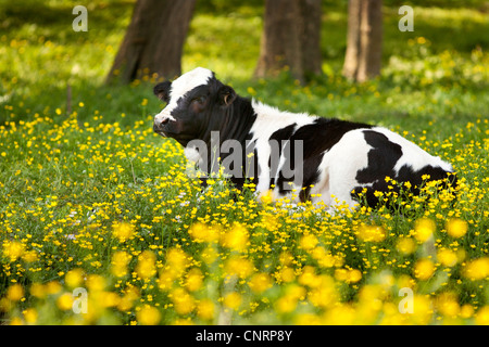 Young cow relaxing in a field of wildflowers near Nashville Tennessee, USA Stock Photo